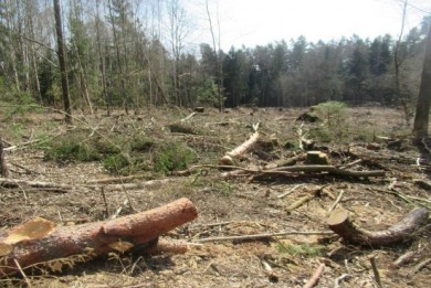 Коллегия КГК Гродненской области рассмотрела результаты проверки лесохозяйственных учреждений региона