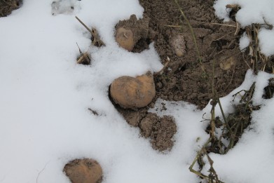 В Червенском районе «забыли» убрать более 700 тонн картофеля