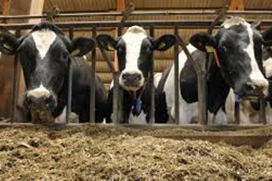 В Могилевской области необходимо принять дополнительные меры по обеспечению животноводства кормами