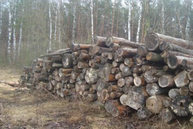 Около 100 кубометров древесины, пролежавшей в лесу более полутора лет, пришли в негодность