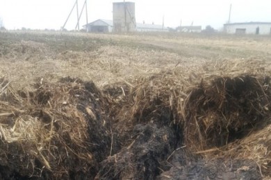 В сельхозпредприятии Жлобинского района сгноили в сенажной траншее почти 77 т кормов для скота