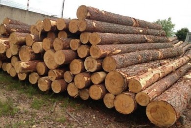 КГК Гомельской области выявил на деревообрабатывающих предприятиях факты необоснованного посредничества