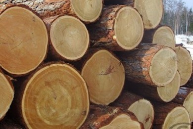 Органами финансовых расследований пресечена реализация древесины в адрес коммерческой структуры по ценам ниже биржевых