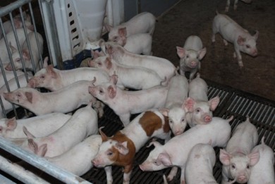 Комитет госконтроля Могилевской области предложил меры по развитию свиноводства