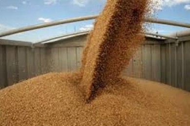 Работники органов финансовых расследований раскрыли схему необоснованного посредничества при поставках зерна на перерабатывающие предприятия