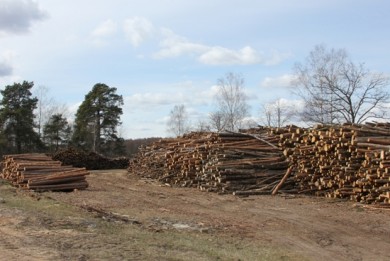 Комитет государственного контроля отмечает увеличение складских остатков древесины в организациях Минлесхоза