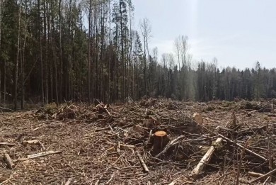 «Переруб» ветровальной древесины лесхоз пытался скрыть фальсификациями