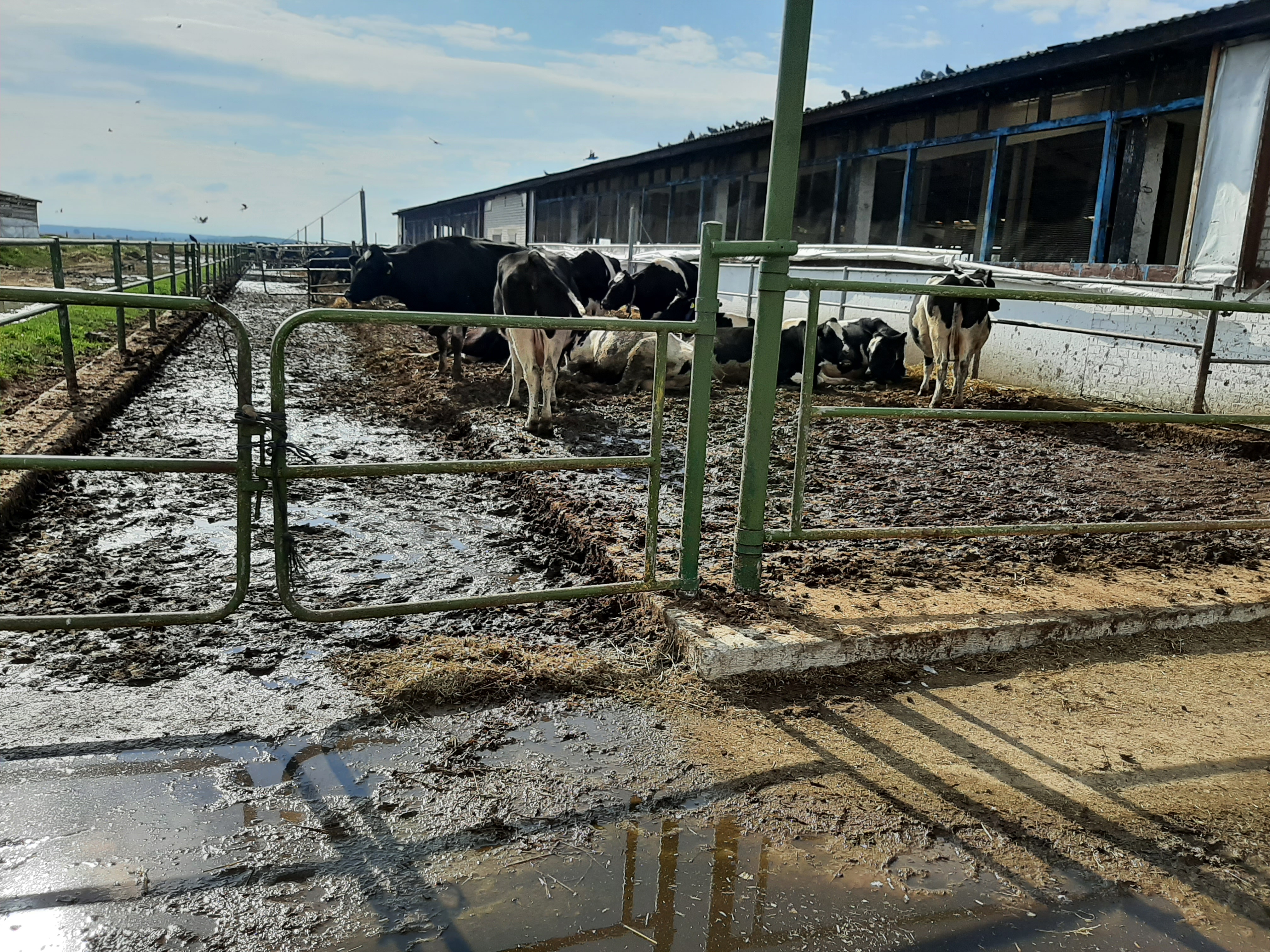 Комитет госконтроля Могилевской области приступил к контролю за подготовкой хозяйств региона к зимне-стойловому содержания скота.