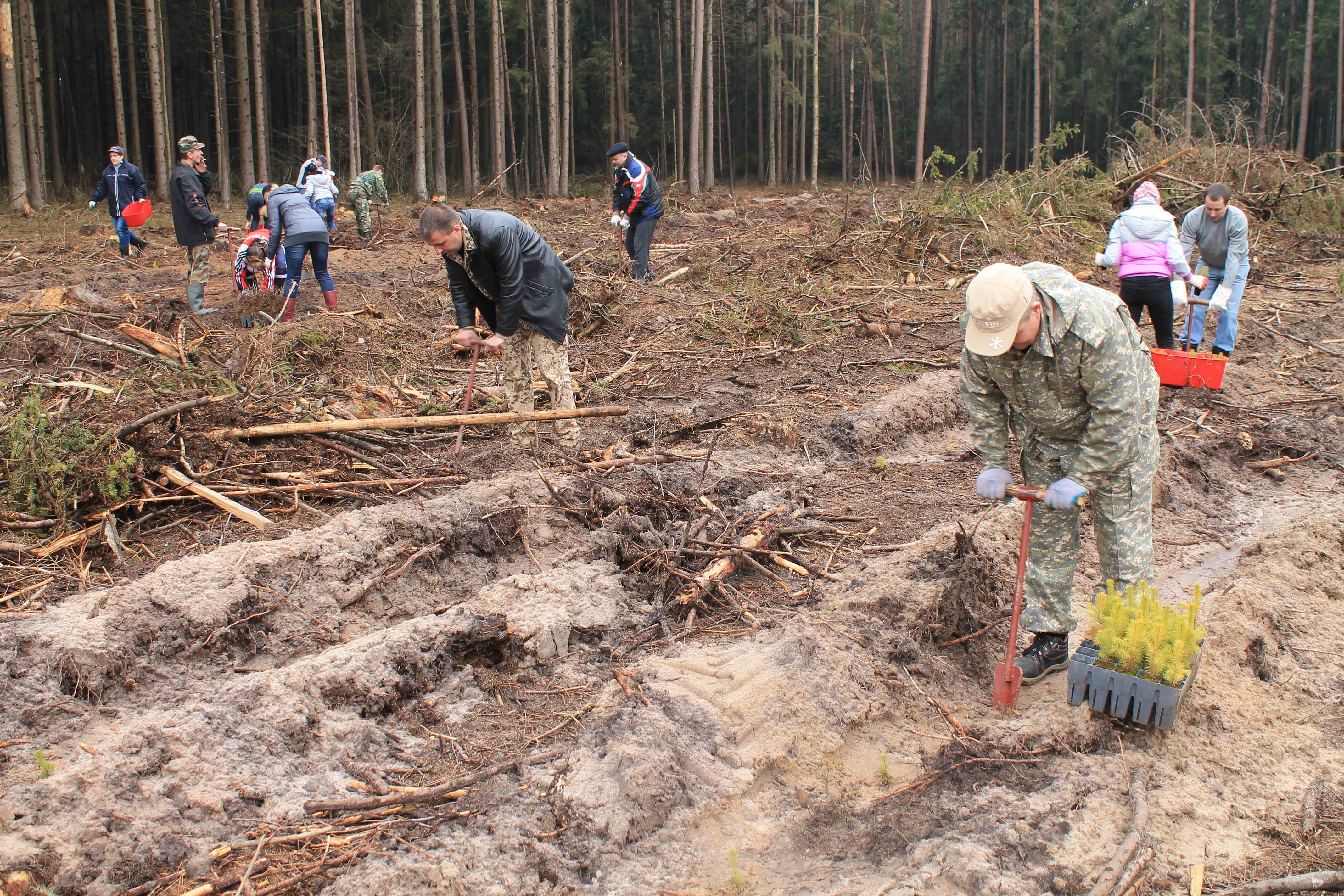 Работники Комитета госконтроля Могилевской области приняли участие в ежегодной республиканской акции «Неделя леса»