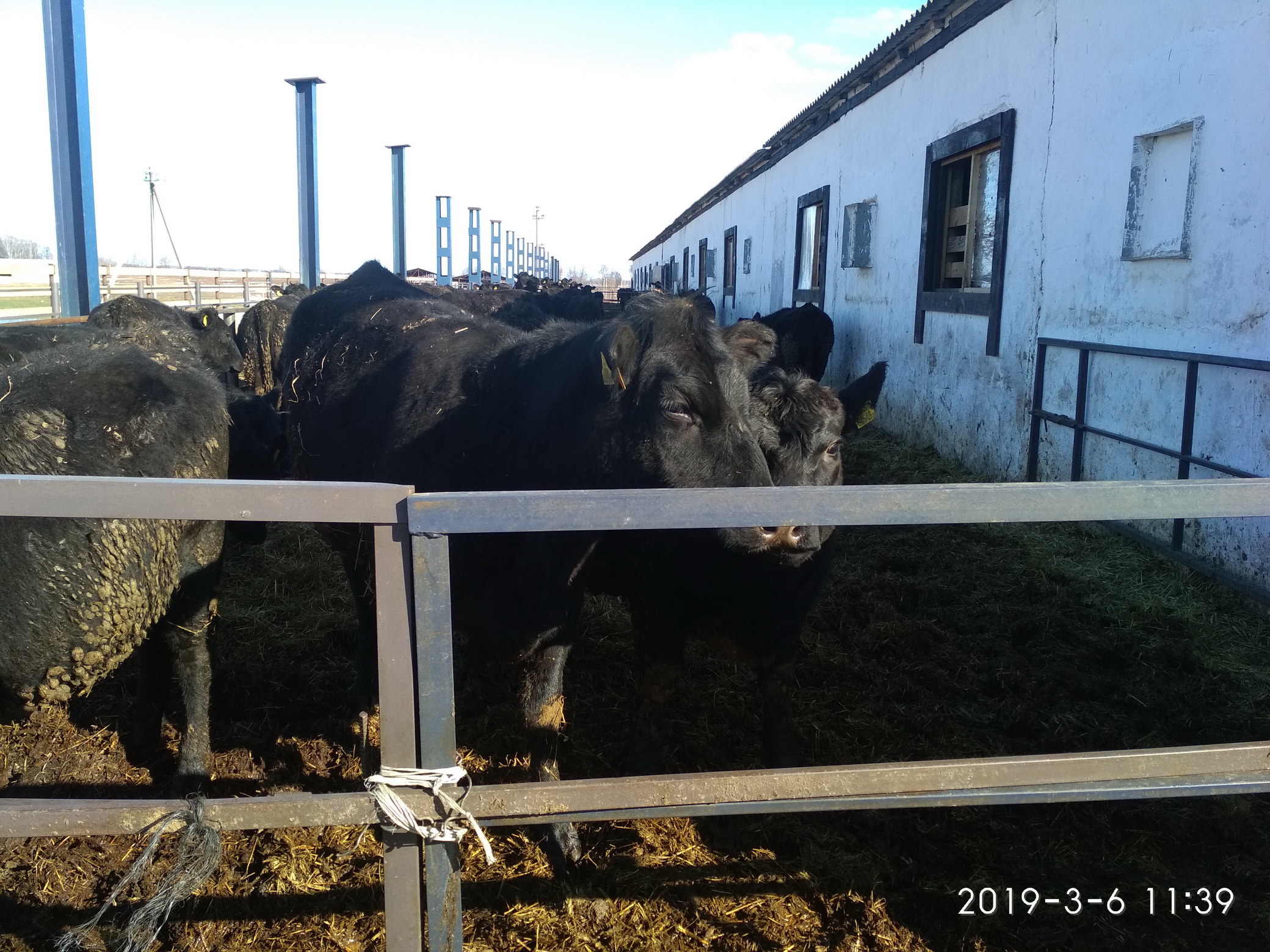 КГК Могилевской области подвел итоги контроля за ходом зимне-стойлового содержания скота в хозяйствах региона