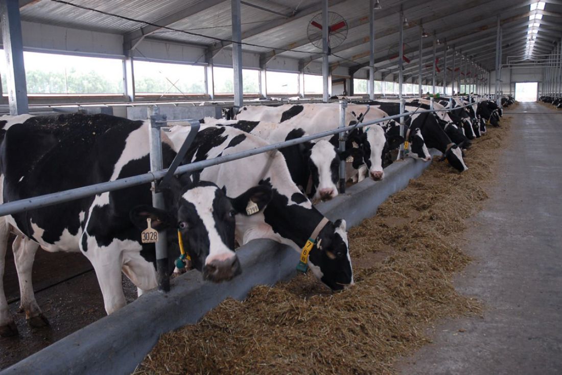 В Комитете госконтроля Могилевской области подведены итоги контроля за ходом зимне-стойлового содержания скота