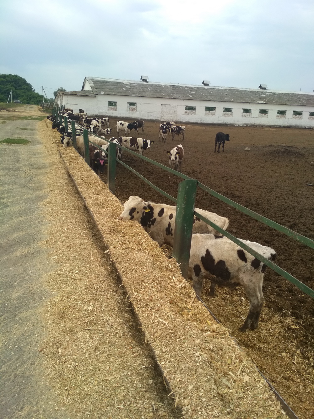 В ряде хозяйств Добрушского района высокие показатели по производству продукции животноводства в 2017 году и I полугодии 2018 г. достигались путем приписок