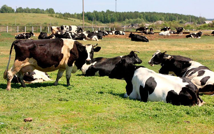 В сельхозорганизации Жлобинского района почти 3 года скрывался падеж крупного рогатого скота