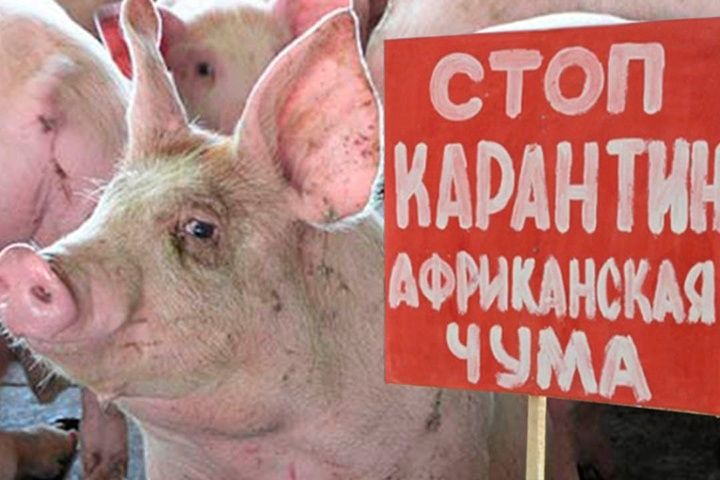 Комитет госконтроля Минской области выявил нарушения Ветсанправил в отдельных свинокомплексах области.