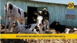   Госконтроль установил случаи хищения и сокрытия падежа крупного рогатого скота в Солигорском райагросервисе.  